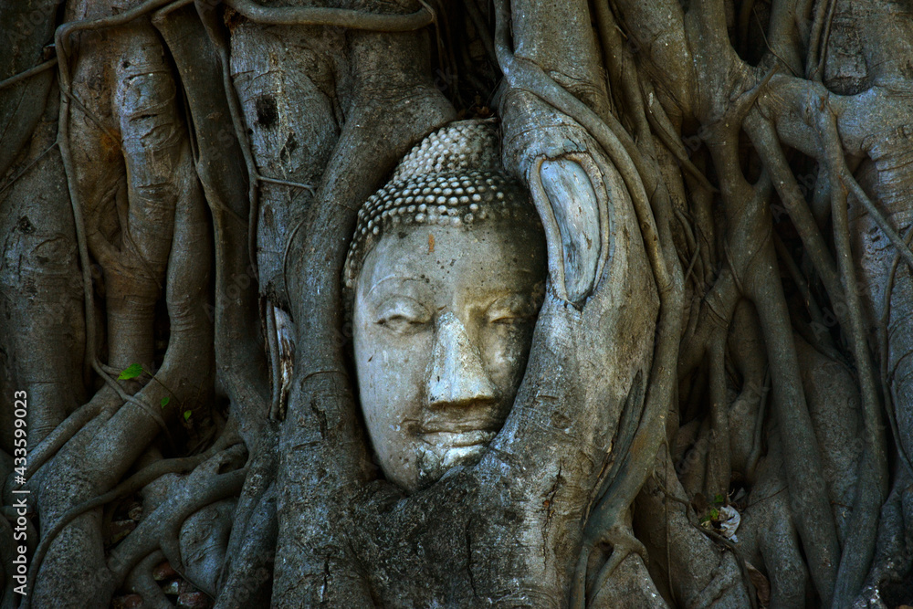 head of buddha in the tree roots