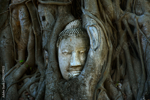 head of buddha in the tree roots © Ma