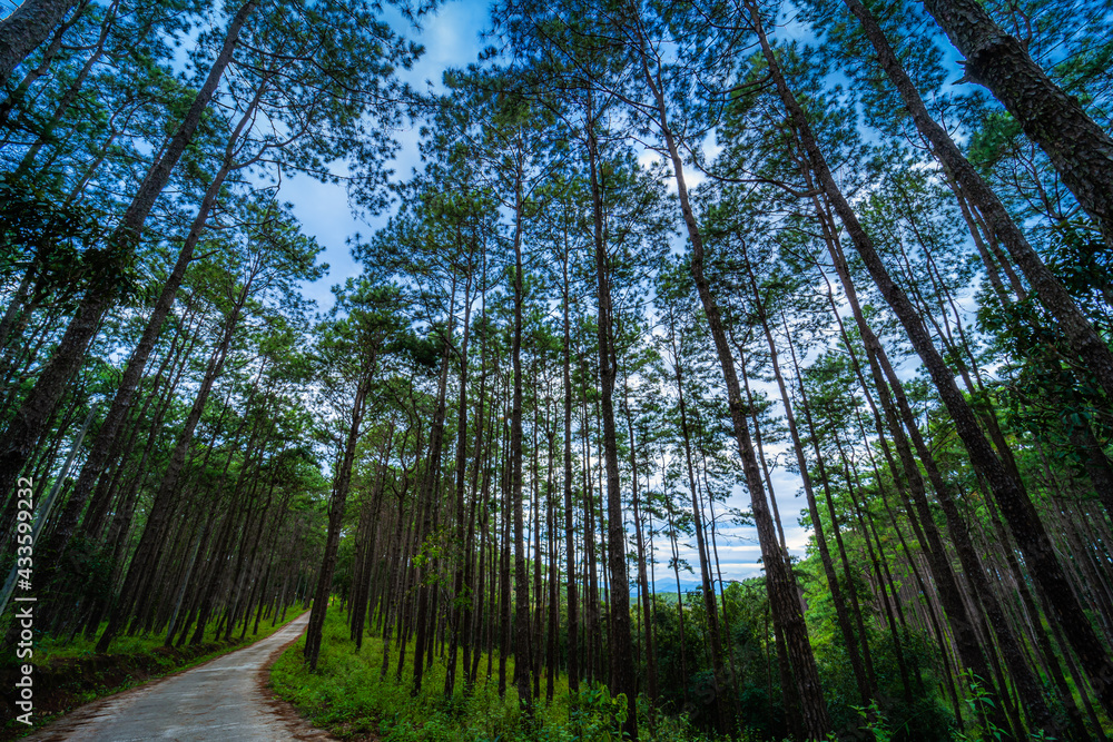 Beautiful larch forest with different trees,pine forest green on the mountain on nature trail at Doi Bo Luang Forest Park, Chiang Mai, Thailand in the morning. Beautiful larch forest with different trees,pine forest green on the mountain on nature trail at Doi Bo Luang Forest Park, Chiang Mai, Thailand in the morning.