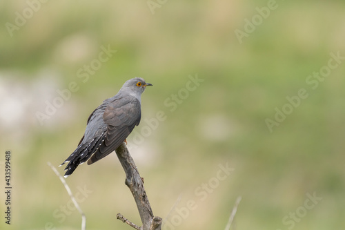 Birds Common Cuckoo Cuculus canorus. In the habitat