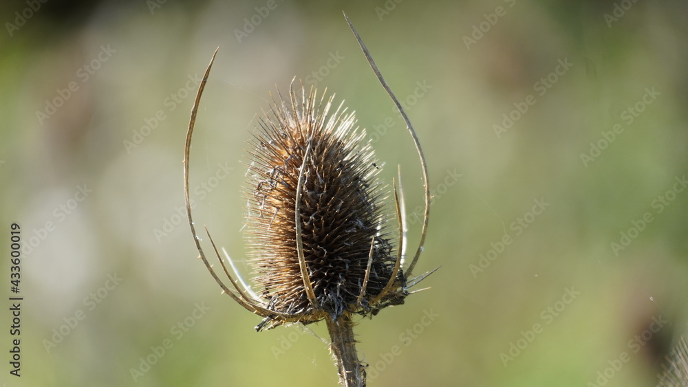 Teasel Teasel