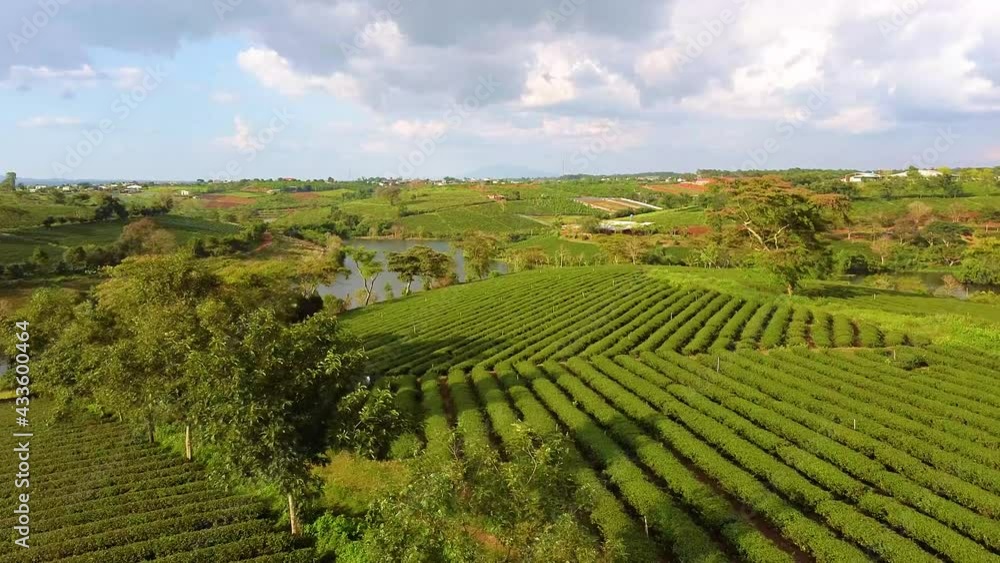 Aerial view of Tam Chau tea plantation in Bao Loc city, Lam Dong province, Vietnam Aerial view of Tam Chau tea plantation in Bao Loc city, Lam Dong province, Vietnam