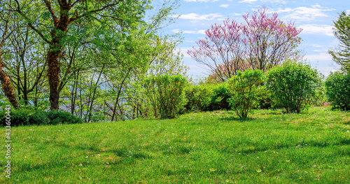 backyard and garden with spring trees and grass on lawn