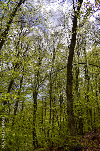 beech Forest Bosnia nature