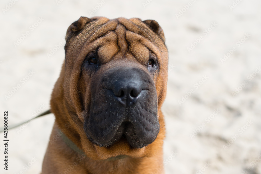 Shar Pei dog on the sand on a city river beach in warm sunny weather