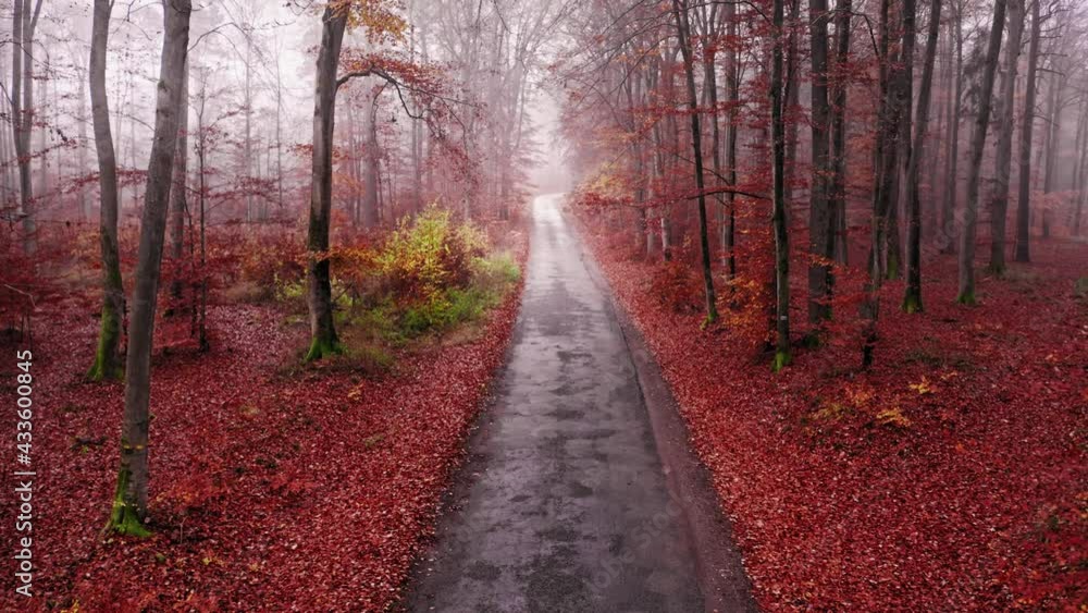 Asphalt road and forest in autumn. Aerial view of nature Asphalt road and forest in autumn. Aerial view of nature