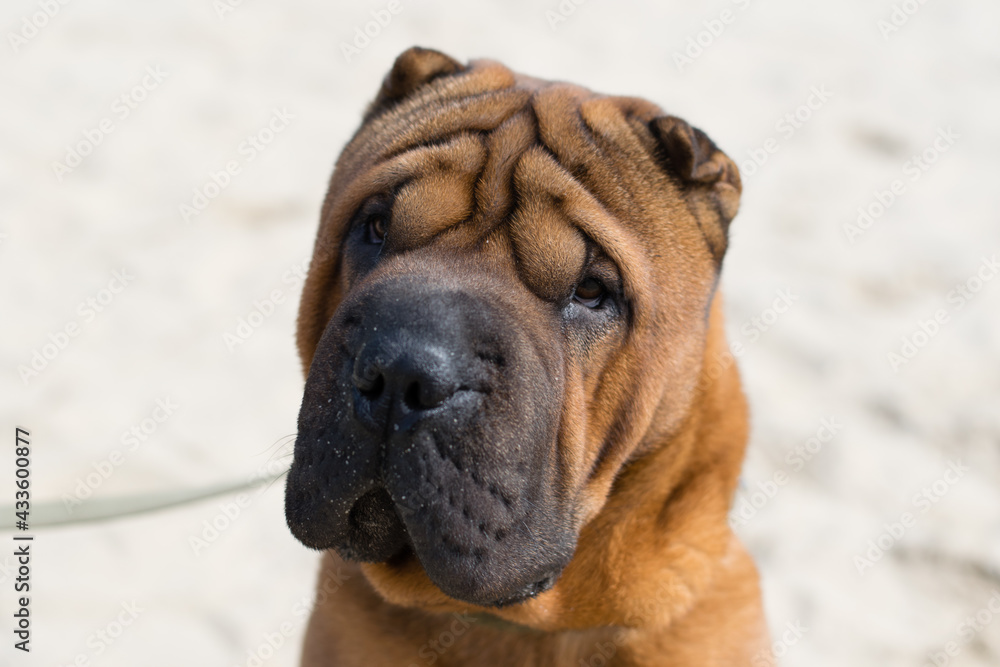 Shar Pei dog on the sand on a city river beach in warm sunny weather