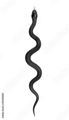 Black Snake isolated on White Background. 3D illustration © GraphicCompressor