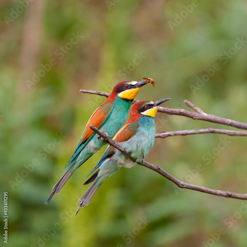 Two European bee-eater, merops apiaster, a pair, in summer on a branch © Tatiana