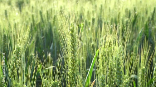 Green wheat in farm fields