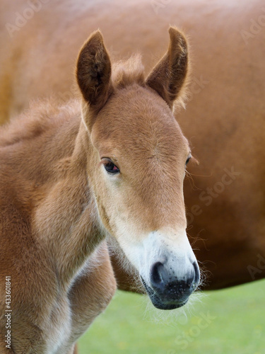 Rare Breed Suffolk Foal