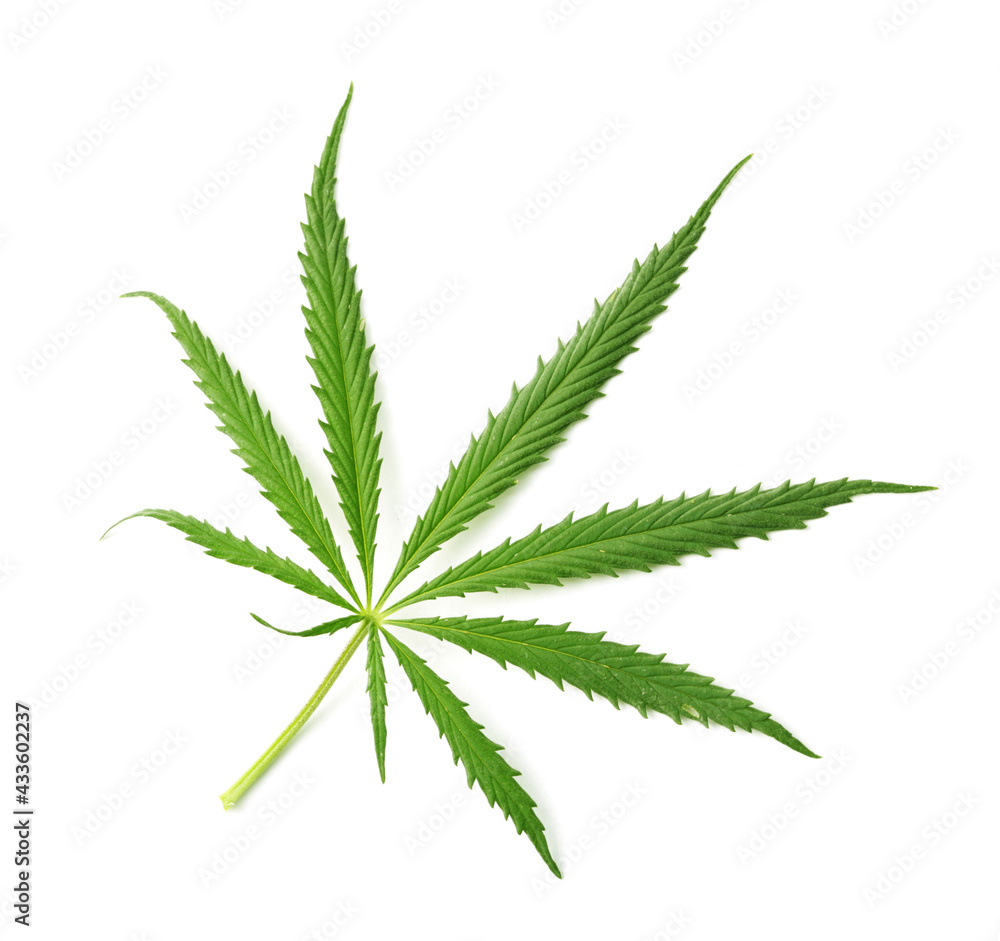 marijuana (hemp, cannabis) leaf isolated on white. top view marijuana (hemp, cannabis) leaf isolated on white. top view