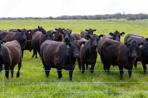 Fotografia A herd of beef cattle on a free range cow ranch farm
