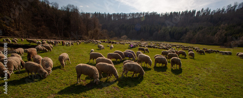 flock of sheep in a field