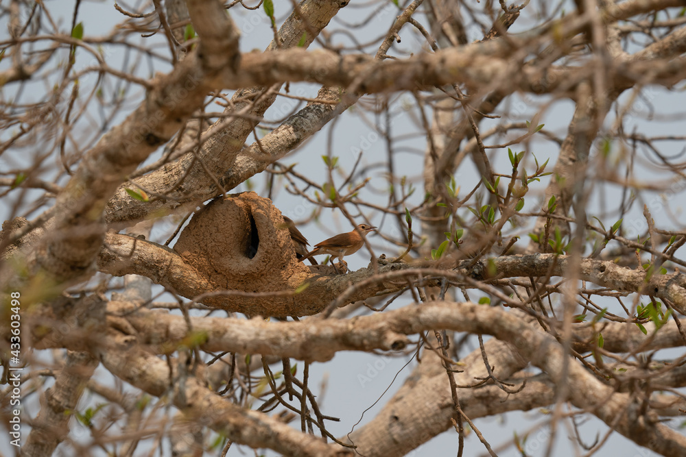 Fototapeta premium The rufous hornero (Furnarius rufus)