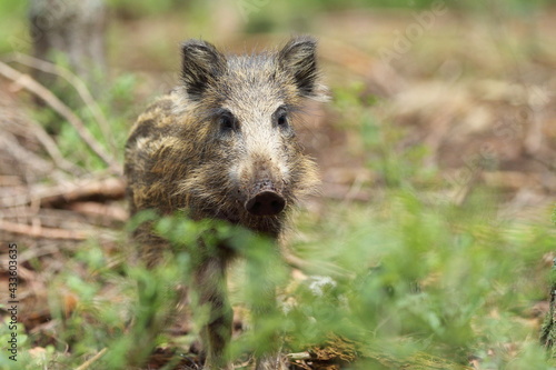 Little pig wild in nature. Wild boar. Animal in the forest  Sus Scrofa 