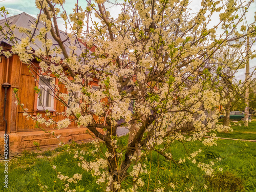 old house in spring