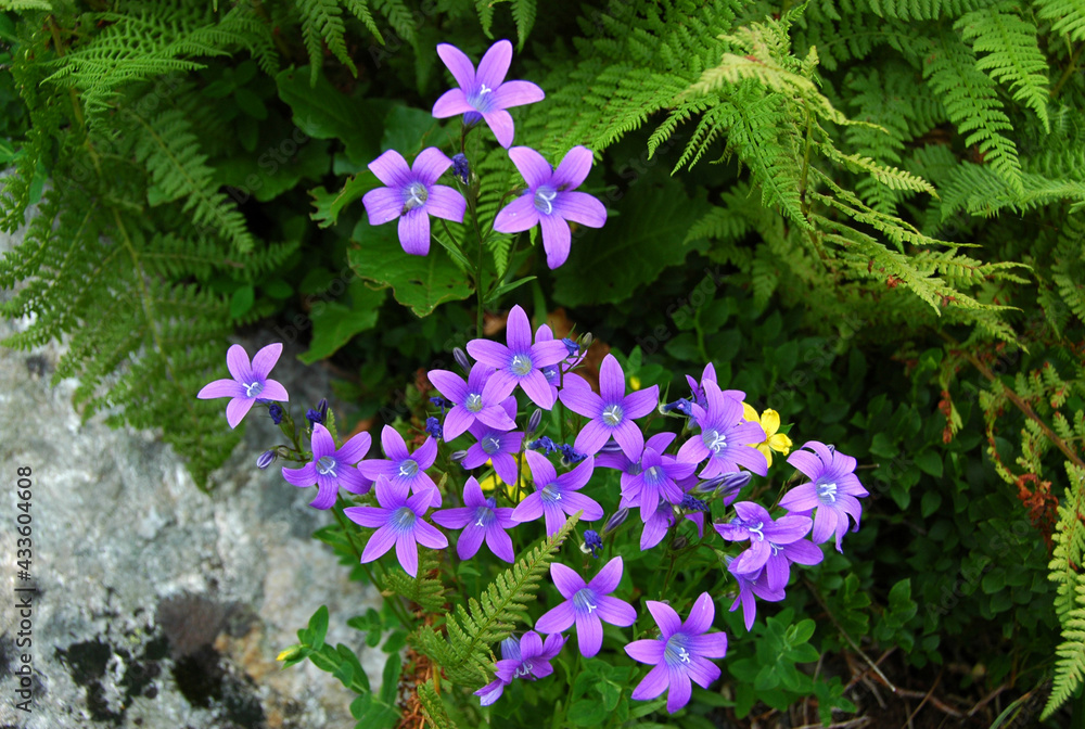 Obraz premium Bellflowers with natural blackground