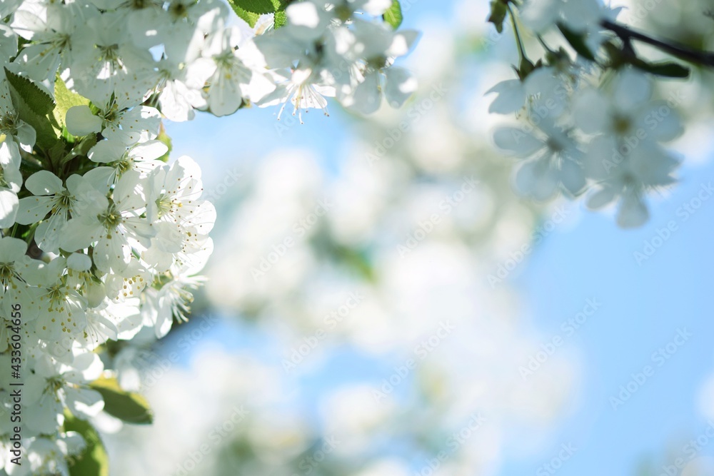 Cherry blossoms for blooming spring white background, floral frame Cherry blossoms for blooming spring white background, floral frame