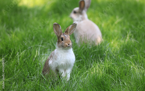 white rabbit on a green lawn