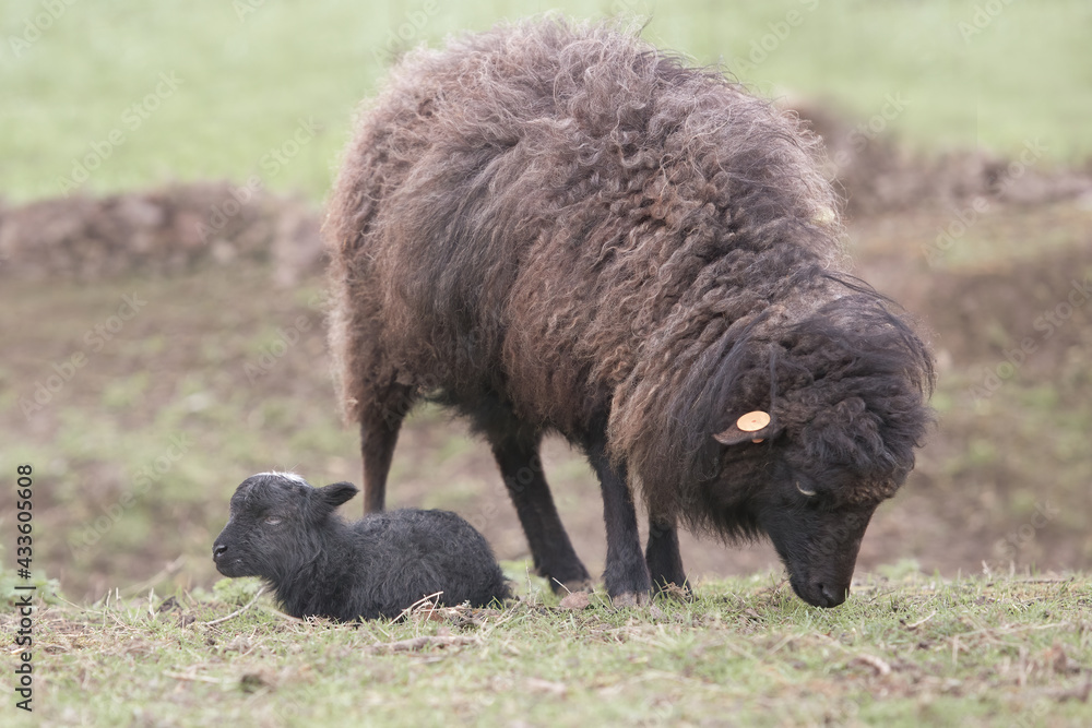 Brown female ouessant sheep with newborn lamb Brown female ouessant sheep with newborn lamb