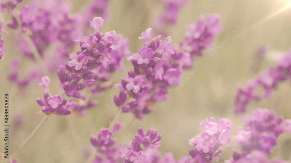 Bee on a lavender flower, Provence