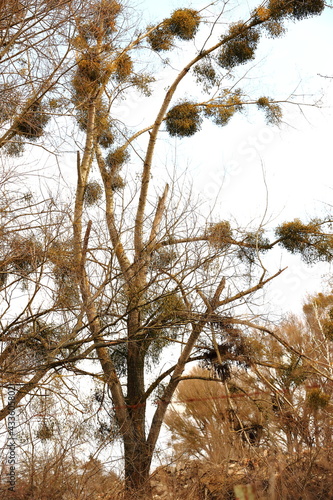 Fototapeta Naklejka Na Ścianę i Meble -  Mistletoe parasitizes trees in early spring