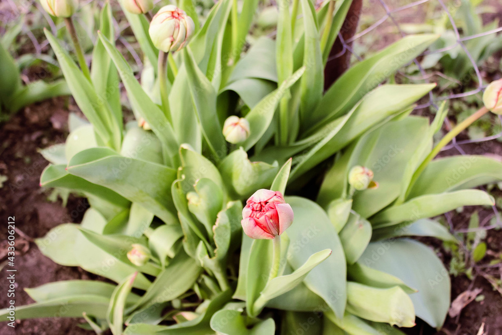 Undisclosed bud of a miniature red tulip. Early spring flowers. Undisclosed bud of a miniature red tulip. Early spring flowers.