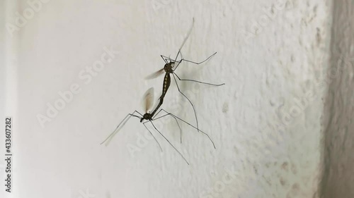Crane fly mating on white painted wall. Tipuloidea (aka mosquito hawks aka daddy longlegs aka Tipulidae) instects having sex during springtime in Europe. Closeup of fluttering female carrying male. photo