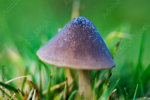 Mushroom with water Drops