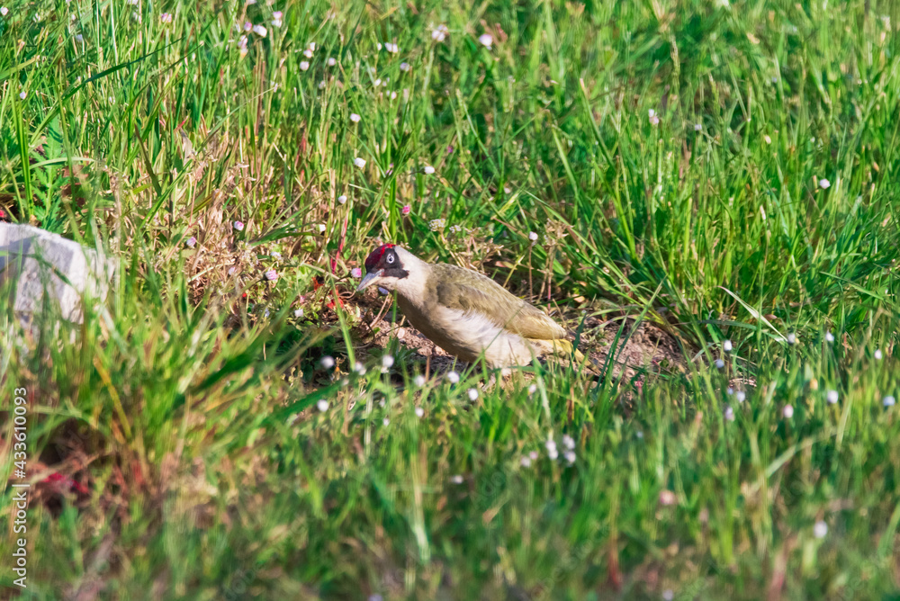 Woodpecker looking for food in the grass Woodpecker looking for food in the grass