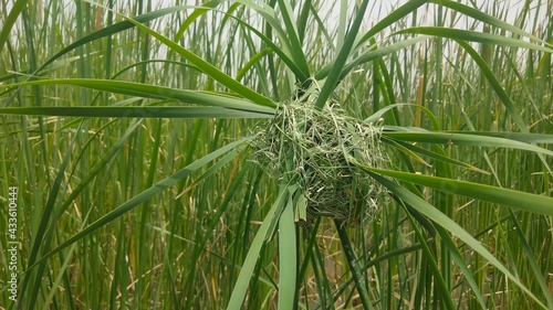 Tailor bird nest  photo