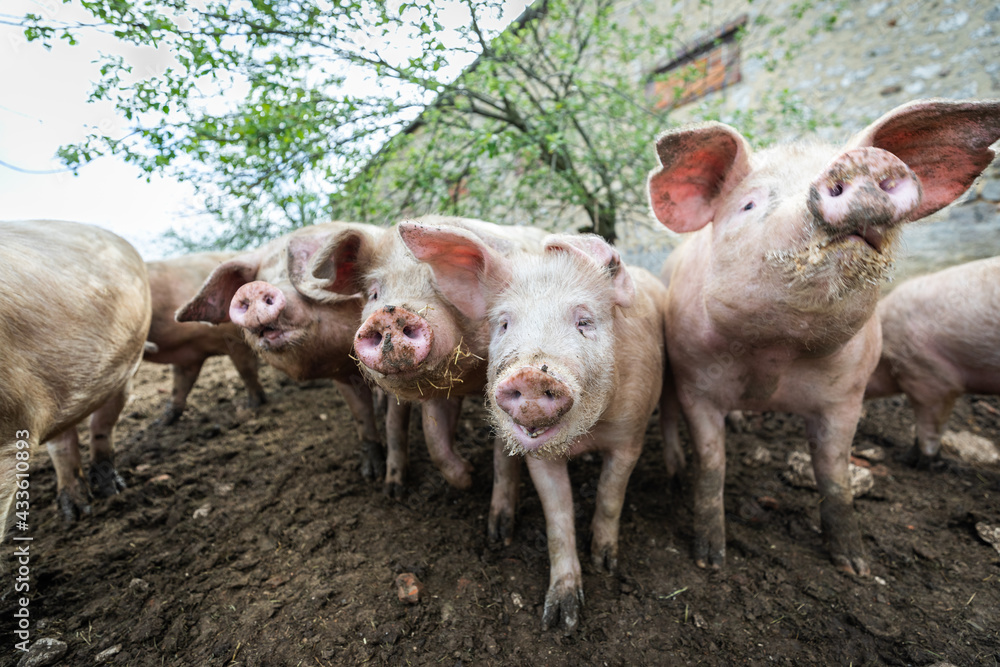 A pig in an organic French farm A pig in an organic French farm