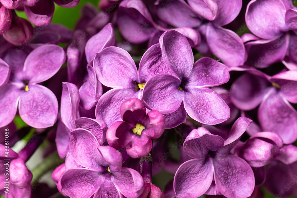Beautiful flower wallpaper made by fresh aromatic purple lilac flowers macro view, selective focus. Beautiful flower wallpaper made by fresh aromatic purple lilac flowers macro view, selective focus.