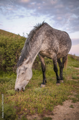 horse in the field