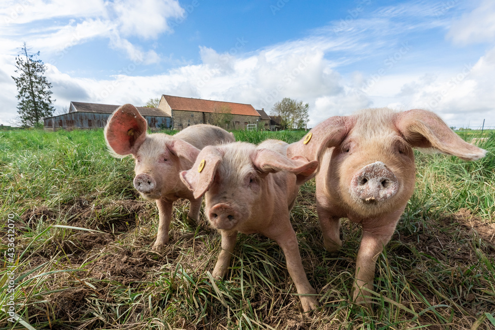 A pig in an organic French farm