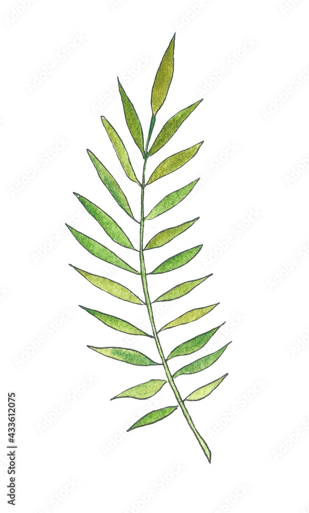 Fototapeta premium Watercolor green Palm Leaf. Hand drawn Illustration of plant for Invitations or any design. Isolated drawing on white background