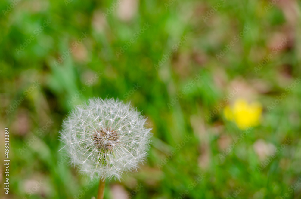 Fototapeta premium close up of dandelion seeds