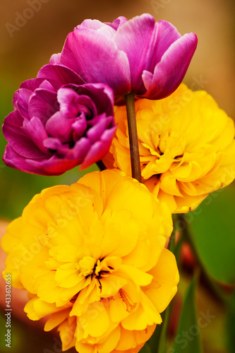 Close up of blooming tulips. Yellow and pink flowers.  Blur background. Space for a text.