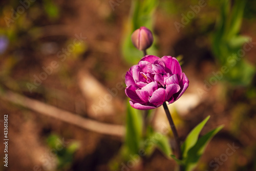 Wallpaper Mural Close up of blooming tulips. Yellow and pink flowers.  Blur background. Space for a text. Torontodigital.ca