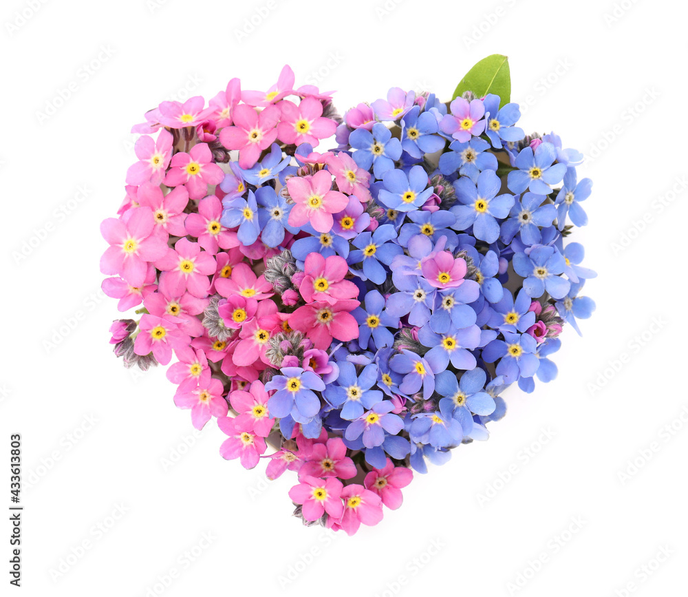 Fototapeta premium Heart made with beautiful Forget-me-not flowers isolated on white