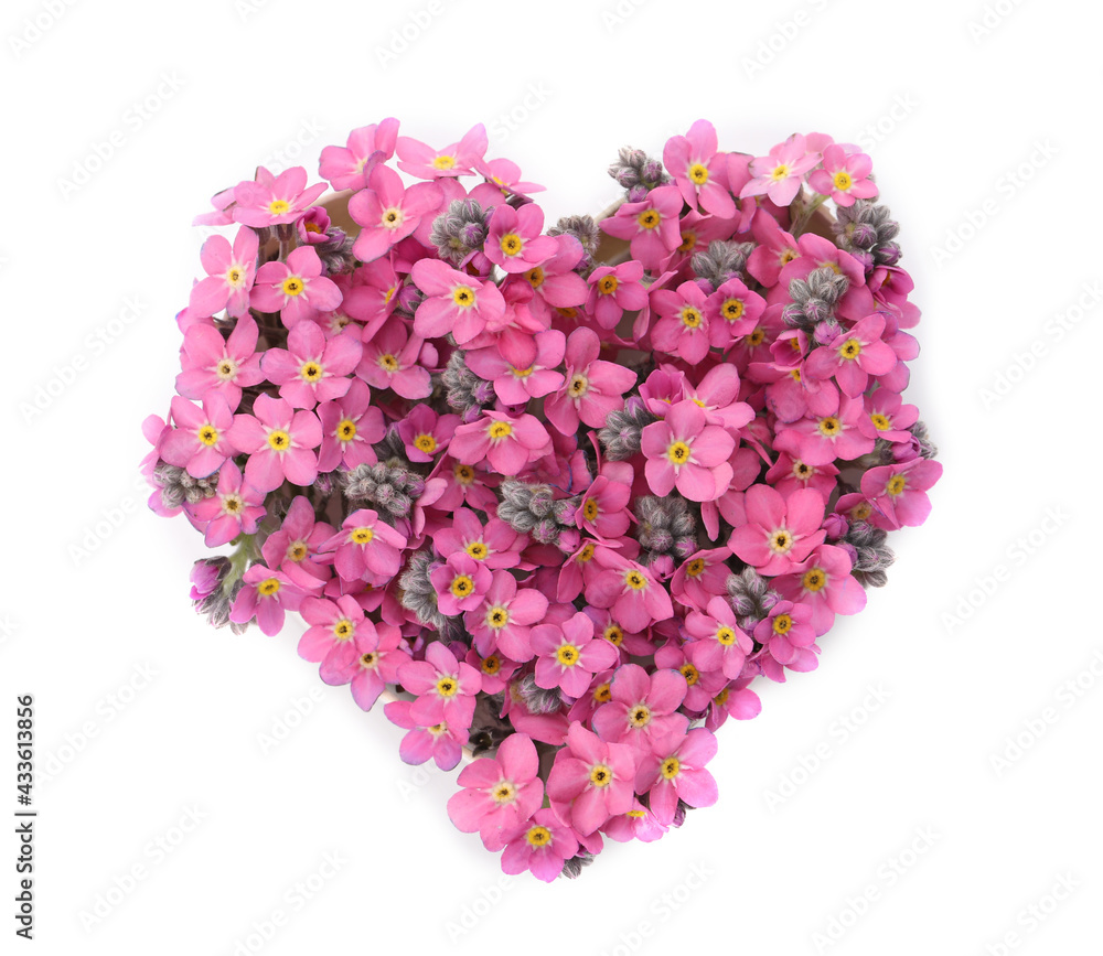 Heart made with beautiful Forget-me-not flowers isolated on white Heart made with beautiful Forget-me-not flowers isolated on white