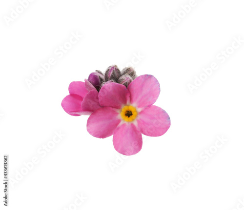 Beautiful pink Forget-me-not flowers on white background