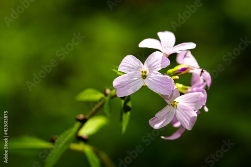 Blumen Makro Foto Makrofotografie