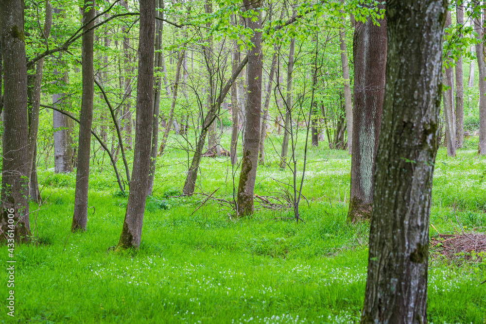 Fototapeta premium Buchenwald mischwald in Hohenlohe