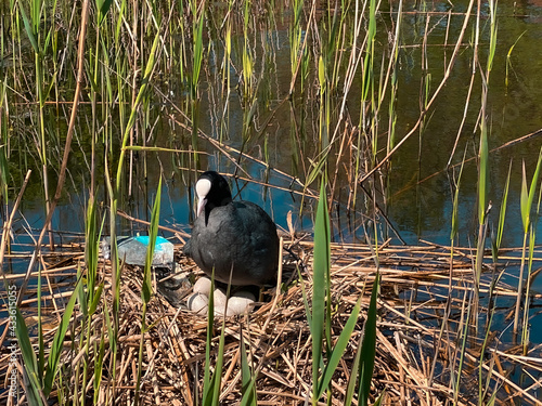 Common Eider, American eider, big sea duck, black and white coot or eider duck (Somateria mollissima) protecting its egg in nest.