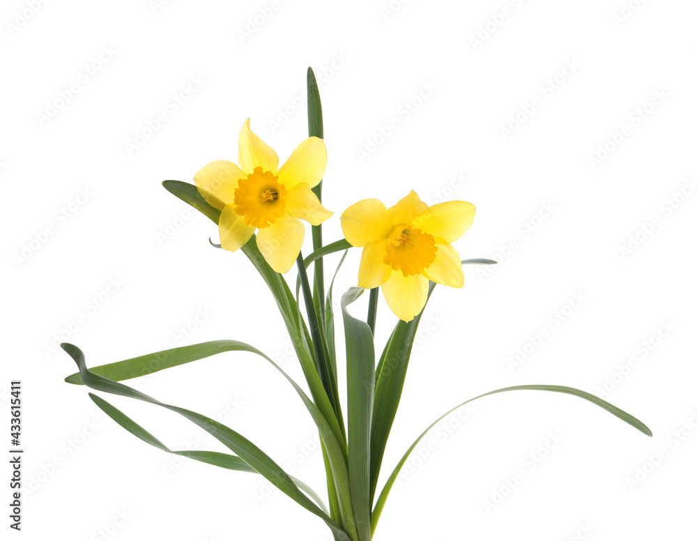 Obraz premium Beautiful blooming yellow daffodils on white background
