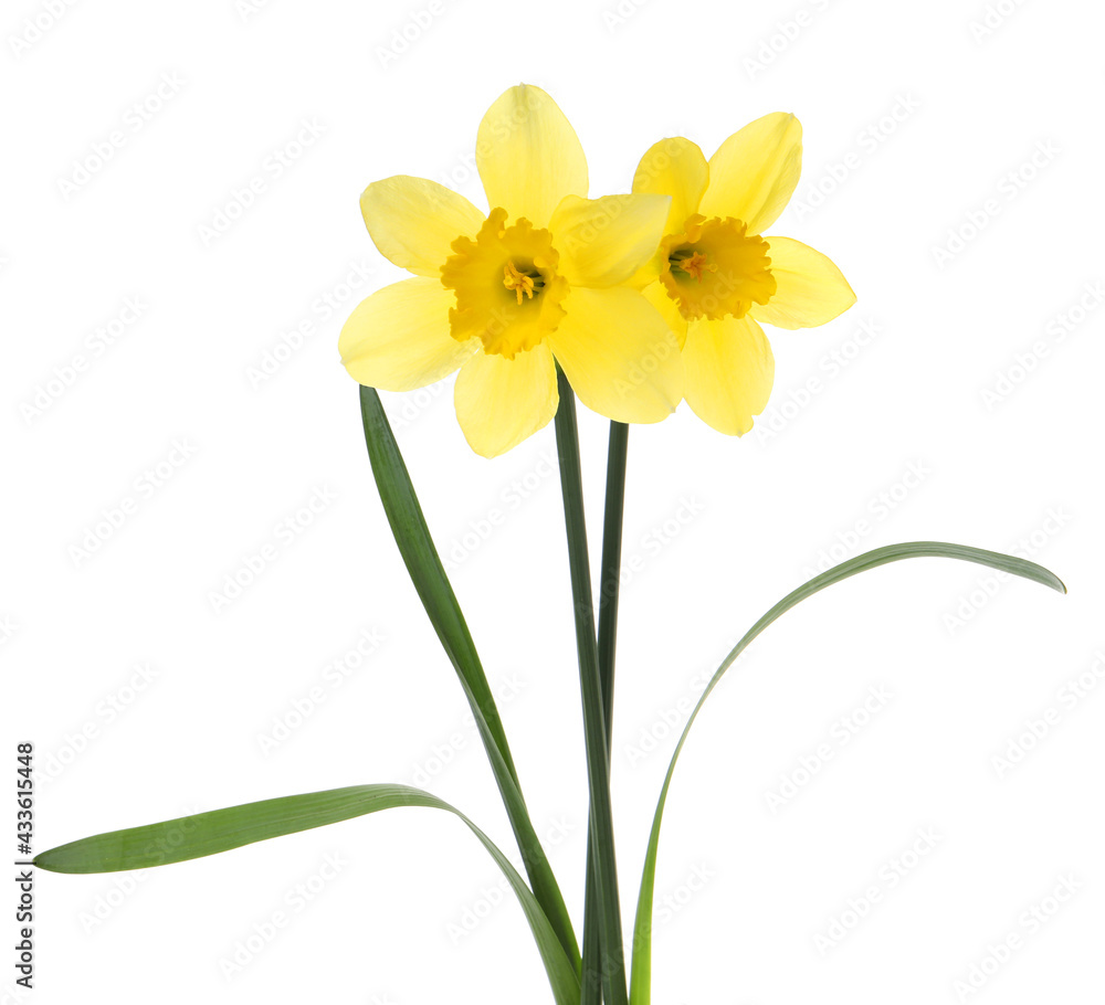 Fototapeta premium Beautiful blooming yellow daffodils on white background
