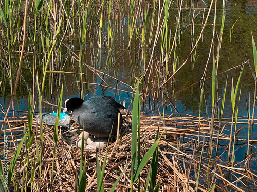 Coot (Fulica atra) protecting its egg in nest. made of sticks lined with grass and leaves and plastic ,of bird in the family Rallidae.