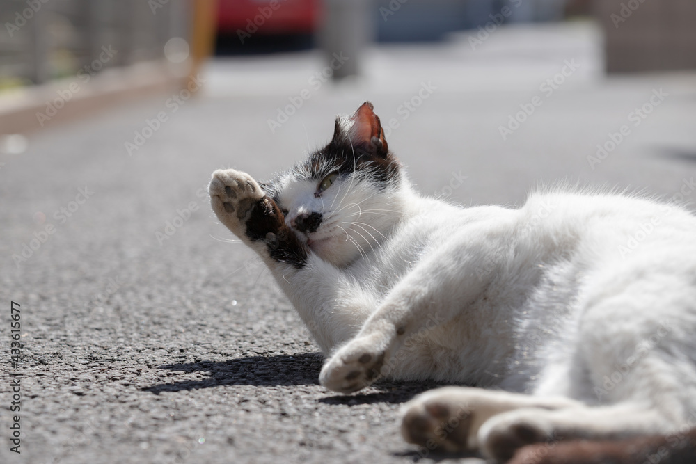 道路でゆっくりくつろぎ 手を舐める白と黒の模様の耳をカットされた地域猫 Stock 写真 Adobe Stock
